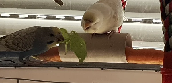 Wellensittich-Bild: Mary-Jane und Aurora streiten sich um das Basilikum.