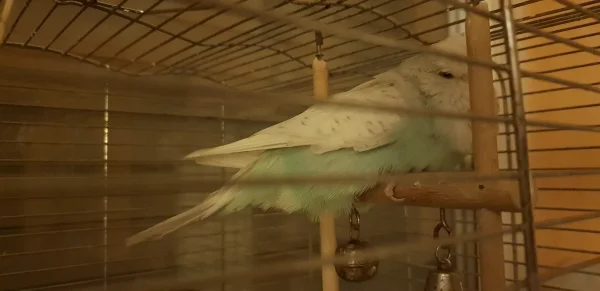 Wellensittich-Bild: Unsere Belle hat leider Probleme mit ihrem rechten Fuß, weshalb sie nicht richtig die Sitzstangen und Äste greifen kann. Bald zieht die Bande in einen neuen Käfig, da hat sie dann Plattformen zum liegen.