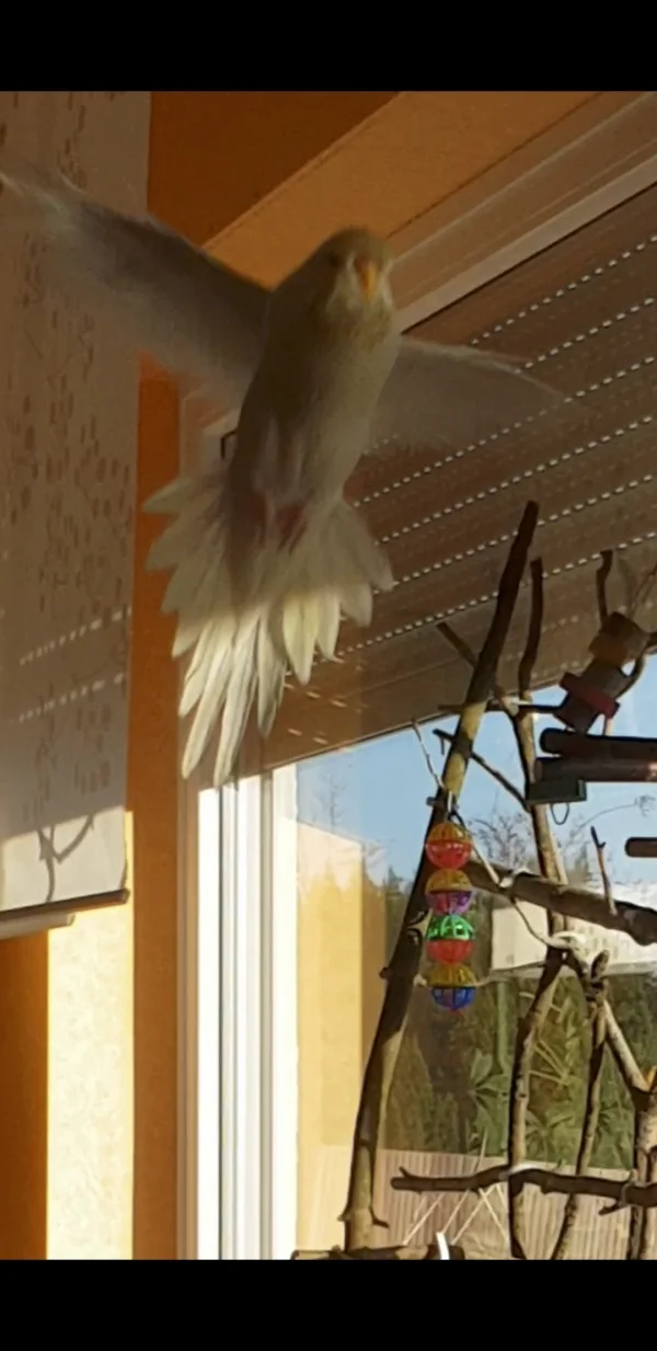 Wellensittich-Bild: Mary Jane ist immer fitter geworden und schafft es, immer schneller und länger zu fliegen.
