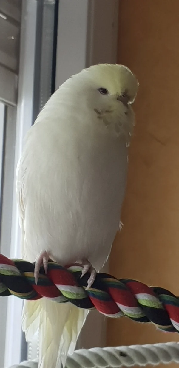 Wellensittich-Bild: Und sie guckt mal wieder ganz ruhig in die Gegend und beobachtet.