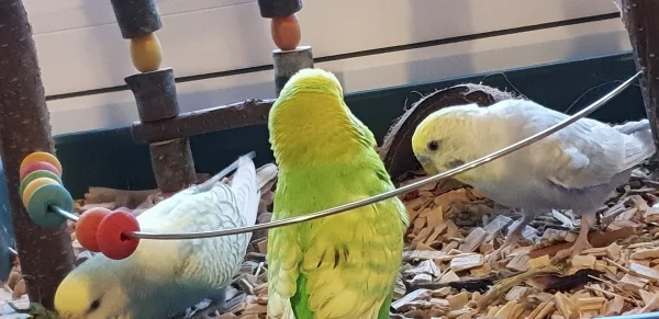 Wellensittich-Bild: Aurora, Ferdinand und Archimedes in der Wühlkiste - spannende Sachen gibt es da.