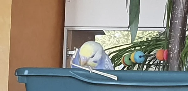 Wellensittich-Bild: Was raus muss, muss raus. Archimedes räumt die Wühlkiste auf.