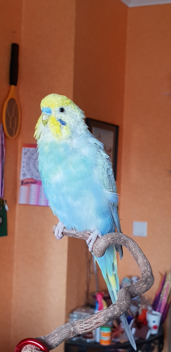 Archimedes