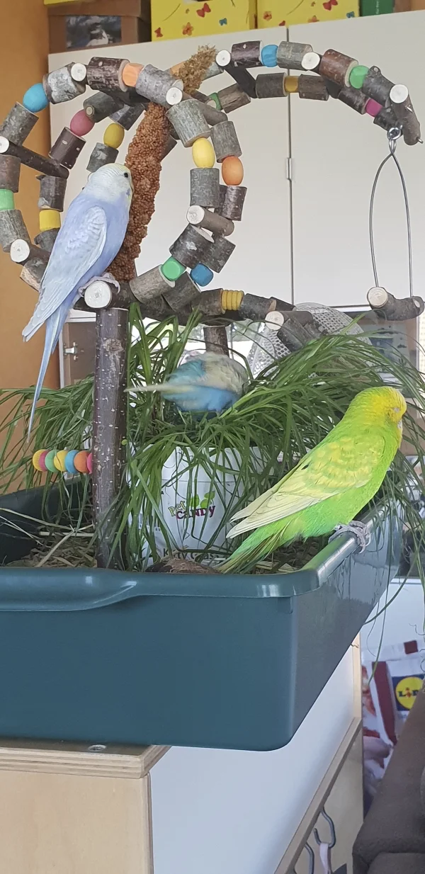 Wellensittich-Bild: Ferdinand, Archimedes und der Po von Aurora ... der Welli-Spielplatz wird besucht.