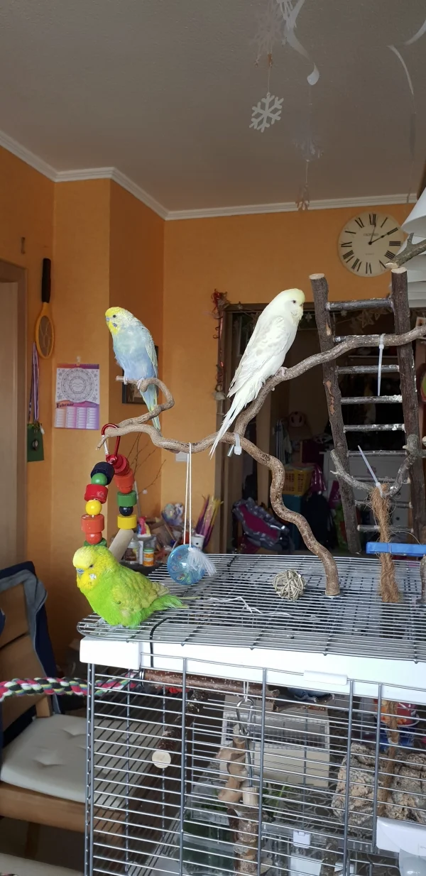 Wellensittich-Bild: Ferdinand, Archimedes und Mary-Jane achten darauf, daß ich auch ja richtig den Käfig sauber mache.