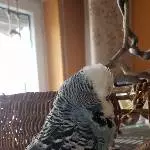 Gimli der Neue