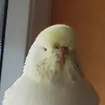 Einmal plustern bitte