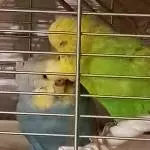 Abendliches Kuscheln im Käfig