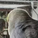 Archimedes bei der Siesta