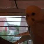 Archimedes