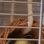 Da gucks de in the Röhre ne