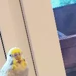 Sind es doch Kaninchen im Welli-Kleid?