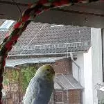 Jungmauser bei Archimedes