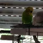 Ferdinand und Belle