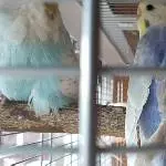 Archimedes ist da