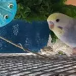 Archimedes in the house