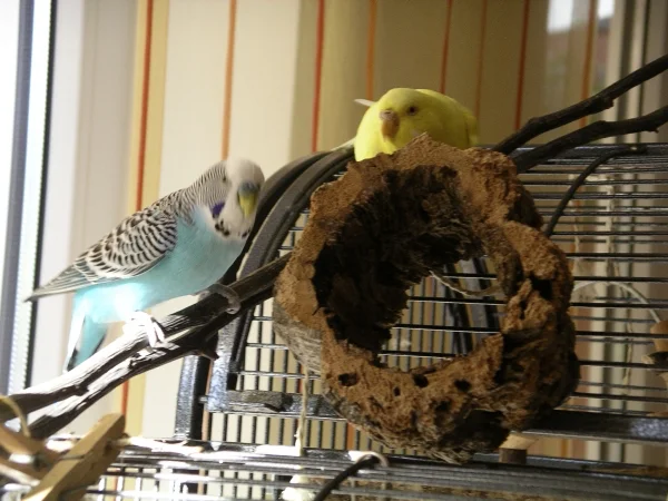Wellensittich-Bild: Franzi und Filou entdecken das neue Korkstückchen.