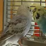 Lilli und Tweety