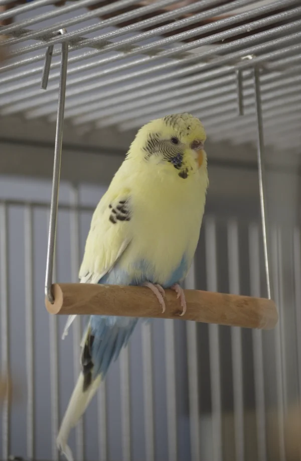 Wellensittich-Bild: Sie kann super klettern, darum macht es ihr auch nichts aus das sie nur sehr begrenzt fliegen kann!