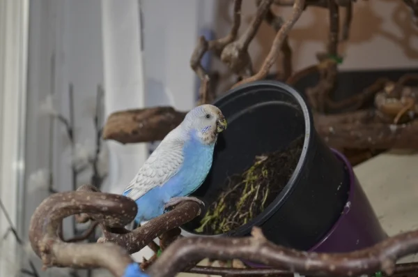 Wellensittich-Bild: Unser Bluechen liebt es zu gärtnern ... eine XXL-Petersilie zerlegt sie innerhalb von 5 Stunden in ihre Einzelteile - Unterstützung von ihren 8 Schwarmkumpels ist dabei völlig unerwünscht - sie werden ausnahmslos vertrieben ... ERGEBNIS: Habt Ihr schon einmal einen so verdreckten Welli gesehen? Wir nicht!!!