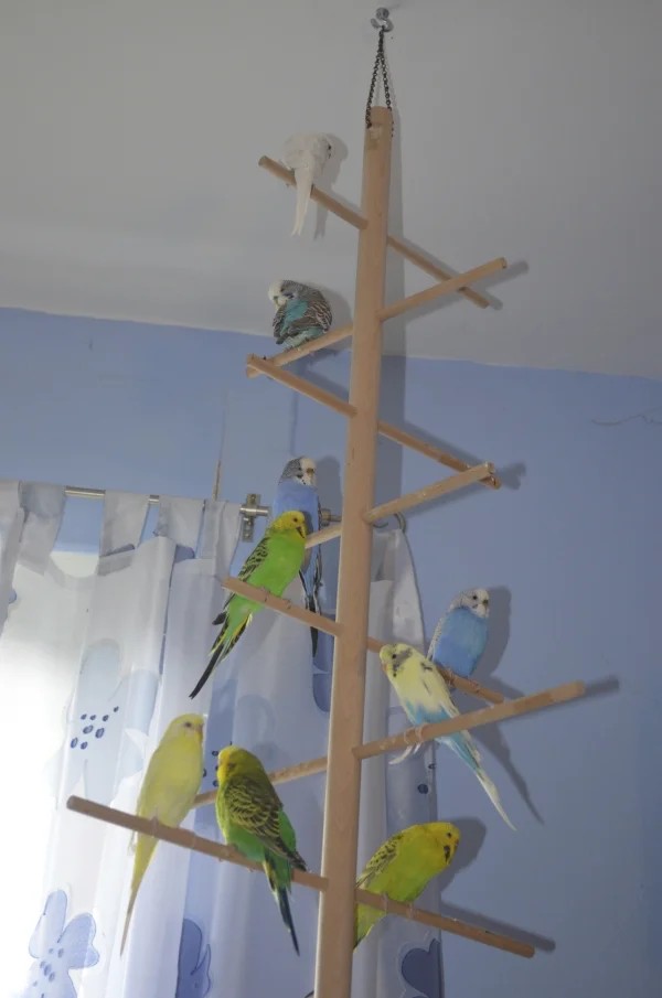 Wellensittich-Bild: Unsere 9 Schnurzelchen!
