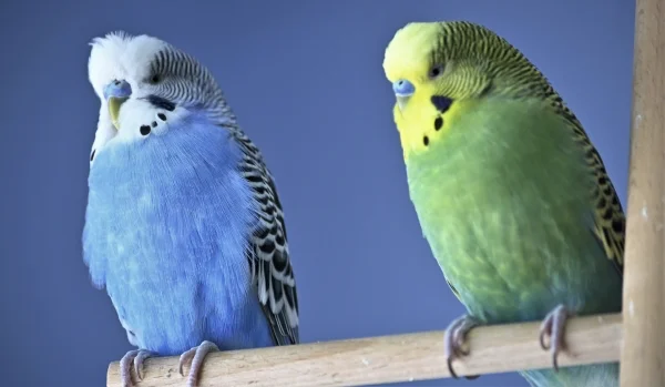 Wellensittich-Bild: Charly & Jimmy