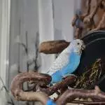 Bluechen (drecksspatz :-) )... unsere Gärtnerin!