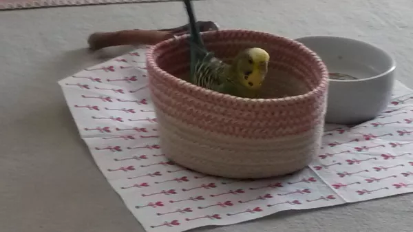 Wellensittich-Bild: Mhh lecker