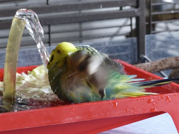 Wellensittich-Bild: Duschen und baden findet sie so herrlich und erfrischend,da beansprucht sie die ganze Wellidusche für sich.
