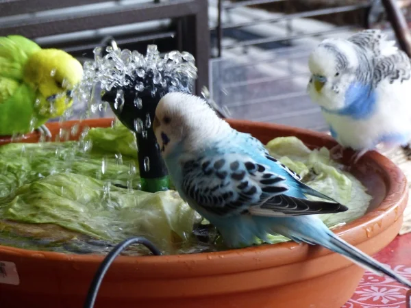 Wellensittich-Bild: Wie Schwimmer auf  den Startblöcken sitzen sie da.
Auf die Plätze ,fertig, los und der Badespaß beginnt.