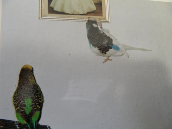 Wellensittich-Bild: Auch Bilderrahmen waren damals,genau wie heutzutage,sehr beliebt,man konnte so wunderbar dran rumturnen.
