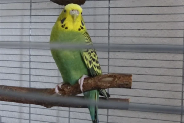 Wellensittich-Bild: Ducky ist heute bei mir eingezogen und wartet im Quarantänekäfig darauf das sie bald zu den Anderen darf, aber erst muß sie noch zum VkTA den Eingangscheck über sich ergehen lassen. Ihr beiname ist Bonnie Tyler, singen tut sie jedenfalls schon so schön.:-)
