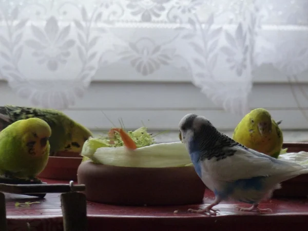 Wellensittich-Bild: Wenn der Käfig gereinigt wird richte ich für meine Wellis immer ein Buffet auf dem Beistelltisch an. Diesmal haben sich gleich Vier auf einem kleinen Platz um den Gemüseteller versammelt. Wobei der Tisch größer ist und auf der anderen Seite auch noch Leckereien stehen.
