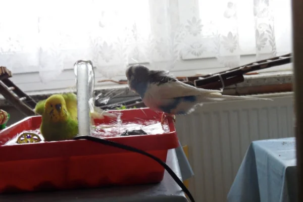 Wellensittich-Bild: In meiner Badewanne bin ich Kapitän.