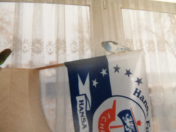 Wellensittich-Bild: Ja ja der Lampenschirm war ja so beliebt,selbst die Fahne hielt die Zwei nicht ab.
Na stimmt auch,wer hat schon Angst vor Hansa Rostock.