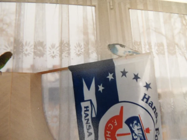 Wellensittich-Bild: Ja ja der Lampenschirm war ja so beliebt,selbst die Fahne hielt die Zwei nicht ab.
Na stimmt auch,wer hat schon Angst vor Hansa Rostock.