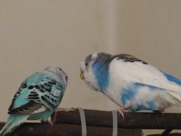 Wellensittich-Bild: Juri und Amy kommen sich immer näher, zumindest mögen sie sich schon ganz gut, nur sie tun es auf Ihre Weise. Nicht wie Achim und Roxi, nein so nach dem Motto was sich neckt das liebt sich.
Da wird nach dem balzen sich schon mal hin und her gescheucht, oder so getan als ob man sich zankt, aber in Wirklichkeit verstehen sie sich ganz gut. Das Interessante dabei ist das es Tage gibt wo sie zusammen sind und dann aber auch Tage wo sie entfernt von einander sitzen. Aber gut das kennen wir von Achim und Roxi ja auch schon.
