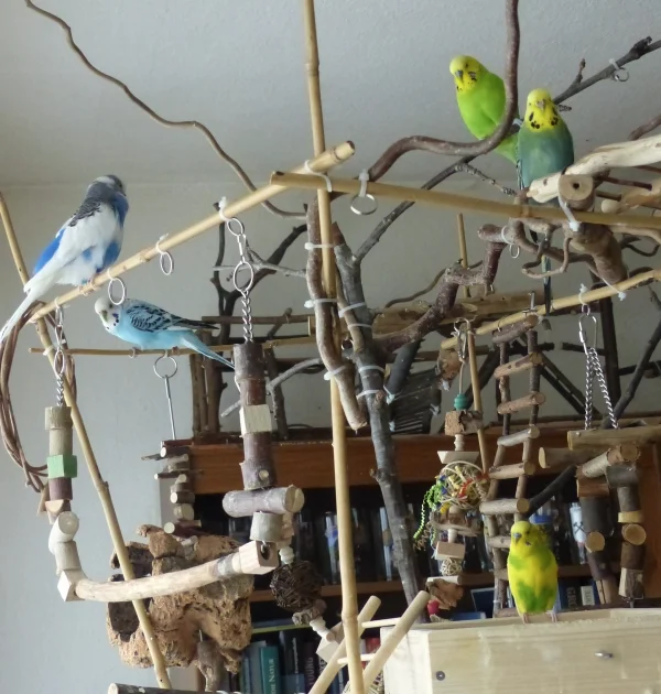 Wellensittich-Bild: Käpten Juri und seine Crew haben sich im Wellibaum versammelt um gemeinsame Pläne für die kommende Woche zu planen.  Muß ja schließlich genau geplant werden an welchem Tag man welchen Unfug treibt. ;-)