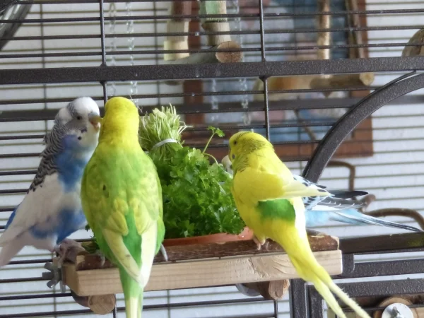 Wellensittich-Bild: Während Achim und Juri sich noch anmotzen und Miro überlegt wie er die Beiden los wird, fängt Amy schon mal mit dem Baden an. :-)