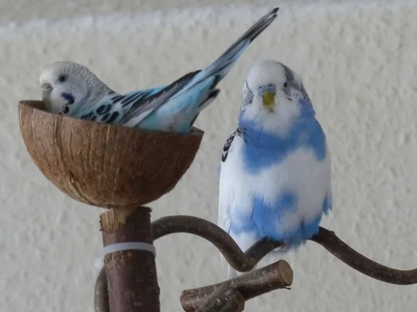 Wellensittich-Bild: Satt und zufrieden sitzen sie nach dem Mittag da und ruhen sich aus für neue Taten. :-)
