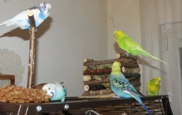 Wellensittich-Bild: Juri will wieder das große Komando schwingen während Amy sich schon auf die Hirse stürzt. Roxi und Achim scheint die Hirse gar nicht so richtig zu interessieren und der Miro schleicht sich von hinten ran. Kurz und gut, es hat für alle gereicht und es hat ihnen auch sehr gut geschmeckt. :-)