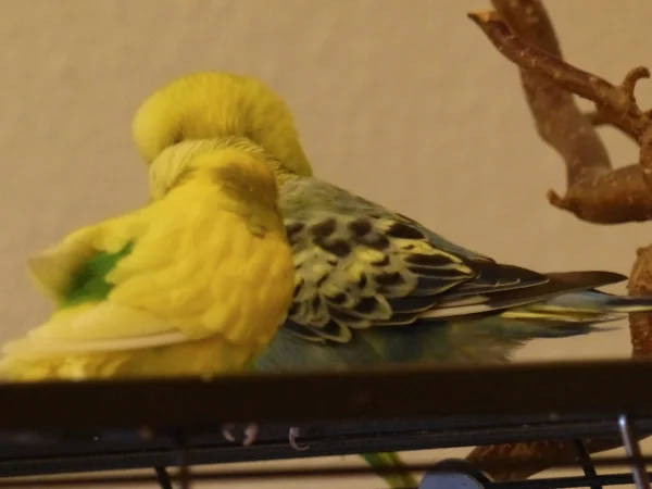 Wellensittich-Bild: Drei meiner Wellis haben sich so hingesetzt das man nicht genau sieht wer und wie viele es sind. ;-)