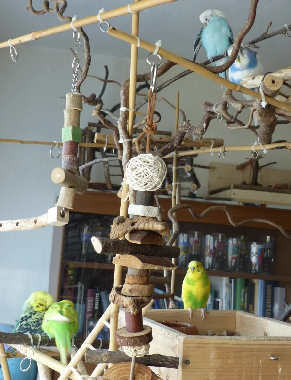 Wellensittich-Bild: Auf dem Wellibaum da ist schön ruhn, 
da kann man auch viel Unfug tun.
Drum sitzen sie dort gerne rum,
weil man den Federlosen man von dort aus 
auch schön beobachten kann. :-)