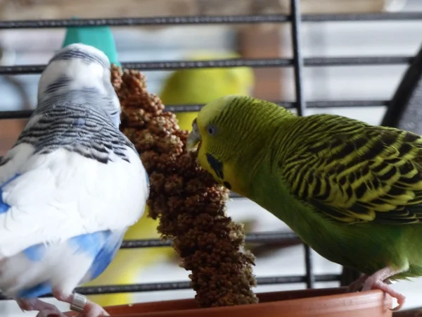 Wellensittich-Bild: Ja es sah ja erst ganz so aus als wenn Ducky und Juri ein Paar werden, hier speisen sie Beide gemeinsam genüßlich Hirse, aber da hatte ich mich wohl zu früh gefreut. 