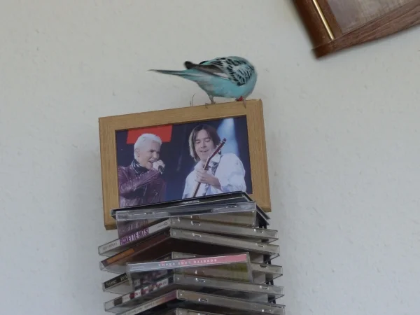Wellensittich-Bild: Na dann wollen wir doch mal sehen welche heiße Scheibe sie raus gesucht hat und welche Musik gespielt wird.