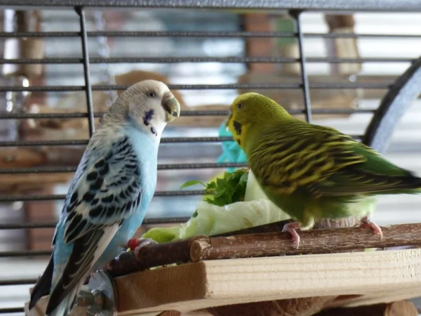 Wellensittich-Bild: Die Zwei sind sich nicht grün, Ducky mausert sich so langsam zur heimlichen Chefin und Amy scheint Respekt vor ihr zu haben. 