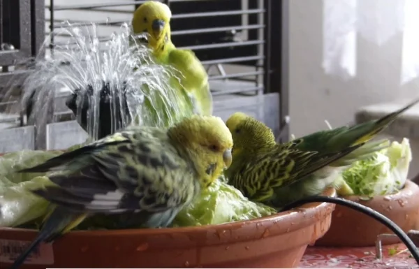Wellensittich-Bild: Heiß geht es her wenn die Wellidusche da steht. Dann wird gebadet, gedrängelt und gemotzt, aber ihren Spaß haben sie alle.