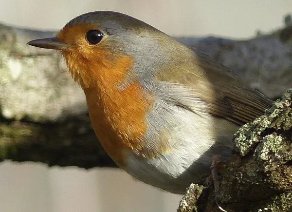 Wellensittich-Bild: Diese schöne Nahaufnahme von einem Rotkehlchen habve ich vor einiger Zeit im Birnenbaum hinter unserem Haus gemacht.