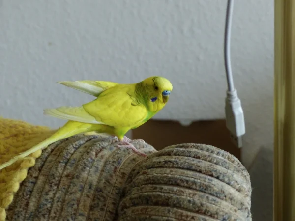 Wellensittich-Bild: Nanu wo bin ich denn hier nur wieder gelandet,zum Käfig gehts doch da lang.