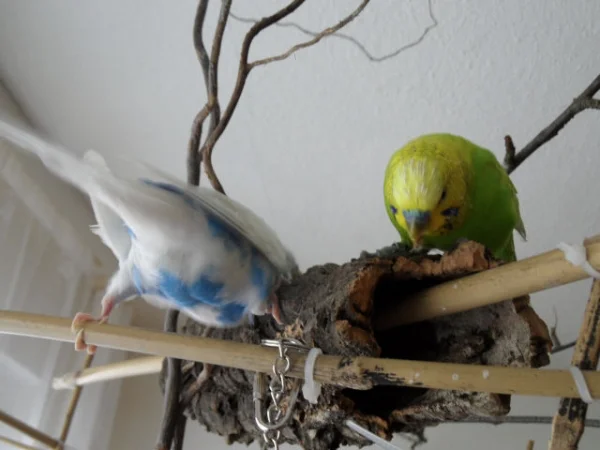Wellensittich-Bild: Wer will fleißige Handwerker sehn ?
Achim und Juri sind ganz fleißig.